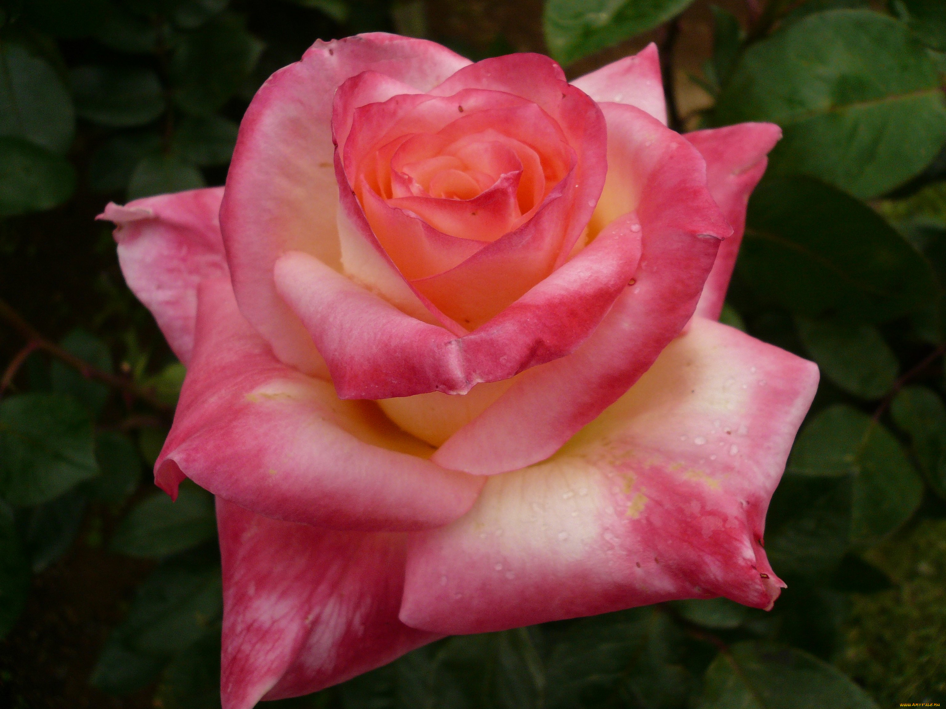 , , rose